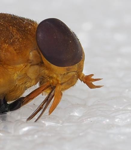 Réf. 240 090 : Cryptotylus unicolor